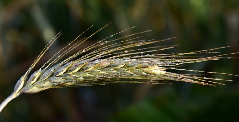 The Role of Yeast in Beer Production